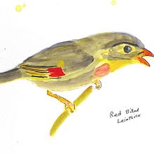 My project in Artistic Watercolor Techniques for Illustrating Birds course: Birds at Wahiawa Botanical Garden. Un progetto di Illustrazione tradizionale, Pittura ad acquerello, Disegno realistico e Illustrazione naturalistica di John Sharp - 16.02.2022