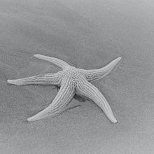 Mi Proyecto del curso: Revelado analógico en blanco y negro Ein Projekt aus dem Bereich Fotografie, Bildende Künste und Analogfotografie von Melanie Collins - 16.02.2022