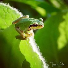 Pacific Tree Frogs: an indicator species viewpoint. Un projet de Photographie , et Photographie extérieure de Tess Keith - 18.02.2022