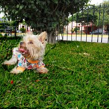 Mi Proyecto del curso: Introducción a la fotografía de perros. Un progetto di Fotografia, Fotografia di ritratto, Fotografia in studio, Fotografia documentaria, Fotografia lifest, le e Fotografia di interni di Stephanie Guevara Soraluz - 18.02.2022