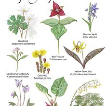 Spring Ephemerals. Un projet de Illustration traditionnelle de rachelbalderson5 - 18.02.2022