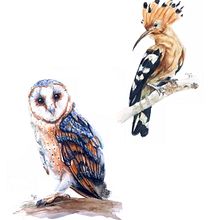 Mi Proyecto del curso: Ilustración naturalista de aves con acuarela. Projekt z dziedziny Trad, c, jna ilustracja, Malowanie akwarelą, R, sunek realist, czn, Ilustracja naturalist i czna użytkownika Adrián Rayón - 19.02.2022