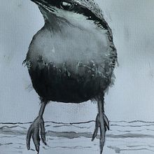 My Southern African project in Artistic Watercolour Techniques for Illustrating Birds course. Traditional illustration, Watercolor Painting, Realistic Drawing, and Naturalistic Illustration project by Gavin Ralphs - 02.20.2022