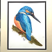 My project in Naturalist Bird Illustration with Watercolors course. Traditional illustration, Watercolor Painting, Realistic Drawing, and Naturalistic Illustration project by Sue Kraft - 02.21.2022