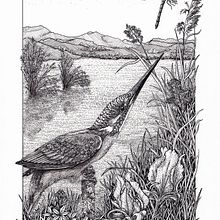 My project in Dip Pen and Ink Illustration: Capturing The Natural World course. Projekt z dziedziny Sketching,  R, sunek,  R, sunek art, st, czn, Sketchbook,  R, sunek atramentem, Ilustracja naturalist i czna użytkownika Suzanna Watkinson - 22.02.2022