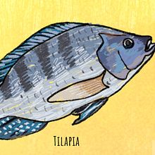 Mango Salsa Tilapia Illustrated Recipe. Digital Illustration, Traditional illustration, and Graphic Design project by Javi Sola - 02.23.2022