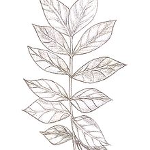 Il mio progetto del corso: Disegno botanico realistico ad acquerello. Design, Traditional illustration, Fine Arts, Painting, Watercolor Painting, and Botanical Illustration project by Dayana Bolivar Bolivar - 02.23.2022