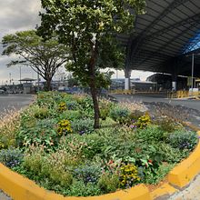 Infraestructura verde terminal metrovía Guayaquil . Un projet de Pa, sagisme, Architecture, Illustration traditionnelle, Design , Photographie, Photomontage et Illustration naturaliste de Leonardo Rodriguez - 24.02.2022
