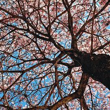 Ipês. Projekt z dziedziny Fotografia użytkownika Fábio Miranda - 24.02.2022