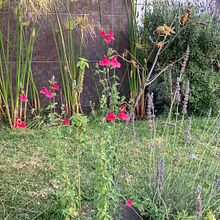 Mi jardín. Un projet de Photographie de hmjoel - 24.02.2022