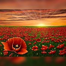 “Campo di papaveri” . Pictură acrilică de Delia Florentina Zara - 02.25.2022