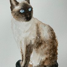 Siamese Cat Watercolour. Watercolor Painting project by Suzanne Pedler - 02.27.2022