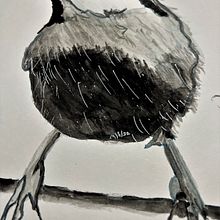 Tonal Bird. Een project van Aquarelschilderen van Mary Lou Fisher - 28.02.2022