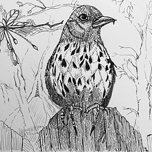 My project in Dip Pen and Ink Illustration: Capturing The Natural World course. Esboçado, Desenho, Desenho artístico, Sketchbook, Ilustração com tinta e Ilustração naturalista projeto de Leslie Rennolds - 28.02.2022