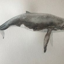 My project in Naturalist Illustration Techniques: Whales in Watercolor course. Un progetto di Illustrazione tradizionale, Design di poster , Illustrazione digitale e Manga di Clarissa - 01.03.2022
