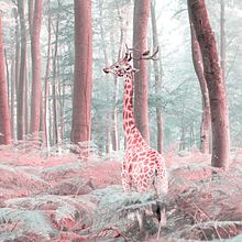Mon projet du cours : Photomontage et illustrations fantastiques sur Photoshop. Photograph, Collage, Photo Retouching, Digital Illustration, Photographic Composition, and Photomontage project by daniel daniel Guffanti - 03.01.2022