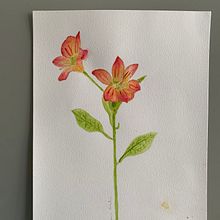 Mi Proyecto del curso: Acuarela botánica: ilustra la anatomía de las flores. Traditional illustration, Fine Arts, Painting, Drawing, Watercolor Painting, and Botanical Illustration project by Maria Victoria Ensslin D'Olivo - 03.01.2022