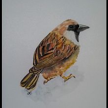 Pardal . Projekt z dziedziny Trad, c i jna ilustracja użytkownika Cristina Colato - 02.03.2022