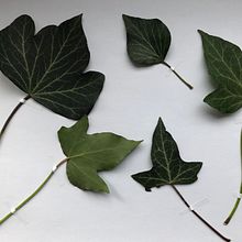 Mein Kursprojekt: Realistische botanische Zeichnungen in Aquarell "Ivy". Un proyecto de Diseño, Ilustración tradicional, Bellas Artes, Pintura, Pintura a la acuarela e Ilustración botánica de watercolorpassionart - 03.03.2022