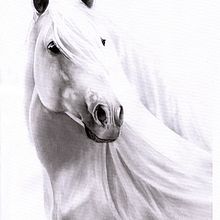 Corso: ritratti espressivi di animali ad acquerello. Traditional illustration, Painting, and Watercolor Painting project by Selene Nardelli - 03.04.2022