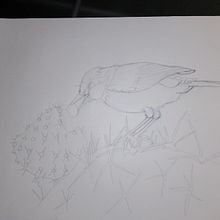 Mi Proyecto del curso: Ilustración naturalista de aves con acuarela CARBONERO COMÚN. Projekt z dziedziny Trad, c, jna ilustracja, Malowanie akwarelą, R, sunek realist, czn, Ilustracja naturalist i czna użytkownika palocauper - 04.03.2022