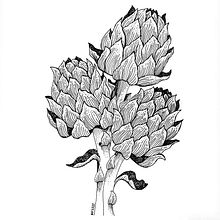 Artichoke - Engraving style. Un progetto di Illustrazione tradizionale di lepinink - 05.03.2022