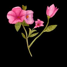 Meu projeto do curso: Ilustração botânica com aquarela. Traditional illustration, Fine Arts, Painting, Drawing, Watercolor Painting, and Botanical Illustration project by juliamaior - 02.03.2022
