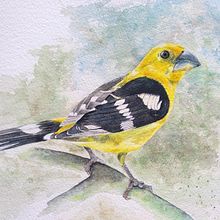 Mi Proyecto del curso: Acuarela artística para ilustración de aves. Traditional illustration, Watercolor Painting, Realistic Drawing, and Naturalistic Illustration project by Alfredo Esteban Salazar Borja - 03.06.2022