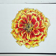 My project in Botanical Sketchbooking: A Meditative Approach course. Traditional illustration, Sketching, Drawing, Watercolor Painting, Botanical Illustration, and Sketchbook project by Taylor Jansen - 03.06.2022