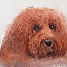 My final project for Expressive Animal Portraits in Watercolour with Sarah Stokes. Un proyecto de Pintura a la acuarela de Jaine Tawton - 02.03.2022