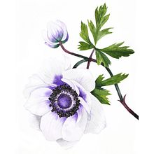 Mein Kursprojekt: Realistische Blumenaquarelle. Projekt z dziedziny Trad, c, jna ilustracja,  Malarstwo,  R, sunek, Malowanie akwarelą, R i sunek botaniczn użytkownika Tanni Lein - 06.03.2022