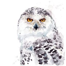 Greifvögel und Eulen_birds of prey and owls. Watercolor Painting project by Tina Ritter - 03.06.2022