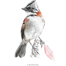 Aves de Chile. Traditional illustration, Watercolor Painting, Painting, and Naturalistic Illustration project by Barbara Navarrete Matus - 03.08.2022