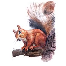 Squirrel watercolor painting. Realistic Drawing, Watercolor Painting, Naturalistic Illustration, and Traditional illustration project by Adrián Rayón - 03.07.2022