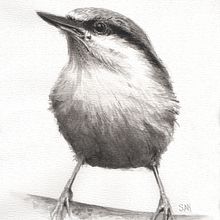 Mijn project van de cursus: Vogels illustreren met artistieke aquarel. Traditional illustration, Watercolor Painting, Realistic Drawing, and Naturalistic Illustration project by info - 03.09.2022