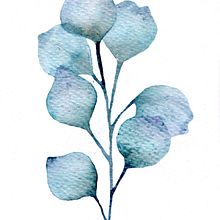 Eucalipto. Un projet de Aquarelle et Illustration traditionnelle de Natalia Rubiano Rodriguez - 10.03.2022