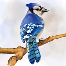 My project for course: Naturalist Animal Illustration with Procreate. Un proyecto de Ilustración tradicional, Ilustración digital, Dibujo realista e Ilustración naturalista				 de Miguel Pinto - 14.12.2021