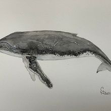 My project for course: Naturalist Illustration Techniques: Whales in Watercolor. Projekt z dziedziny Trad, c, jna ilustracja,  Projektowanie plakatów, Ilustracja c, frowa i Manga użytkownika Cristina Nava - 11.03.2022