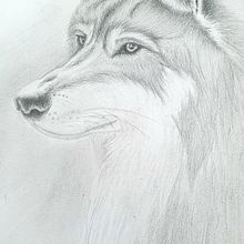 Graphite Wolf. Esboçado, Desenho, Desenho realista e Ilustração tradicional projeto de Wilhelmina Sjösvall - 12.03.2022