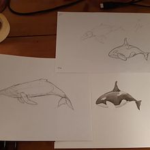 Whales painting in progress. Projekt z dziedziny Trad, c, jna ilustracja, Ilustracja naturalist i czna użytkownika lyse_bxl - 12.03.2022
