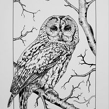 My project for course: Dip Pen and Ink Illustration: Capturing The Natural World. Un proyecto de Bocetado, Dibujo, Dibujo artístico, Sketchbook, Ilustración con tinta e Ilustración naturalista				 de svenjalouwho - 13.03.2022