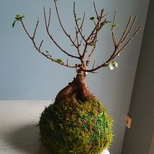 My project for course: Kokedamas: Create Natural Moss Pots . Artesanato, Design de interiores, Paisagismo, Decoração de interiores, DIY, e Design floral e vegetal projeto de Stephanos Anastassakis - 13.03.2022