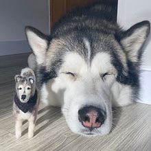 floki  husky mallamute. Projekt z dziedziny Craft, Projektowanie zabawek,  Tkactwo, Filcowanie igłą, Wzornictwo tekst i liów użytkownika Daniel Vasquez Amaya - 11.03.2022