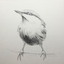 Nuthatch - graphite on paper. Traditional illustration project by scottsimmons1 - 03.13.2022