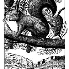 Ardilla con plumilla y tinta. Sketching, Drawing, Artistic Drawing, Sketchbook, Ink Illustration, and Naturalistic Illustration project by Josep Ramon Roy - 03.14.2022