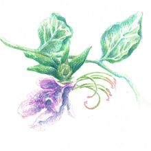 Il mio progetto del corso: Disegno botanico realistico ad acquerello. Design, Traditional illustration, Fine Arts, Painting, Watercolor Painting, Botanical Illustration, and Creativit project by Martina Scarlata - 03.15.2022