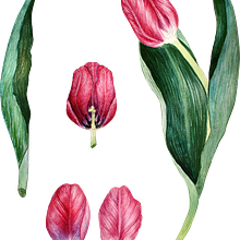 Il mio progetto del corso: Illustrazione botanica con acquerello tulipani . Traditional illustration, Fine Arts, Painting, Drawing, Watercolor Painting, and Botanical Illustration project by carola_minazzi - 03.15.2022