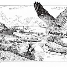 My project for course: Dip Pen and Ink Illustration: Capturing The Natural World. Sketching, Drawing, Artistic Drawing, Sketchbook, Ink Illustration, and Naturalistic Illustration project by lizscott08 - 03.16.2022