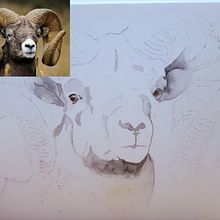 Mijn project van de cursus: Expressieve dierlijke portretten in aquarel. Traditional illustration, Watercolor Painting, Realistic Drawing, and Naturalistic Illustration project by Suzy Nuyts - 03.17.2022