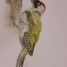 Vogelstudien. Traditional illustration project by Katrin Krammer - 03.18.2022